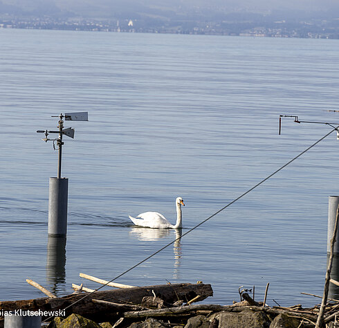 Schwan gleitet ruhig über den Bodensee vor der Küste von Friedrichshafen bei klarem Wetter.