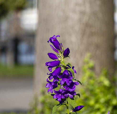 Lila Blume Eine hohe blühende Blume mit leuchtend lila Blüten steht im Vordergrund. Im Hintergrund ist ein unscharfer Baumstamm und einige grüne Pflanzen sichtbar.