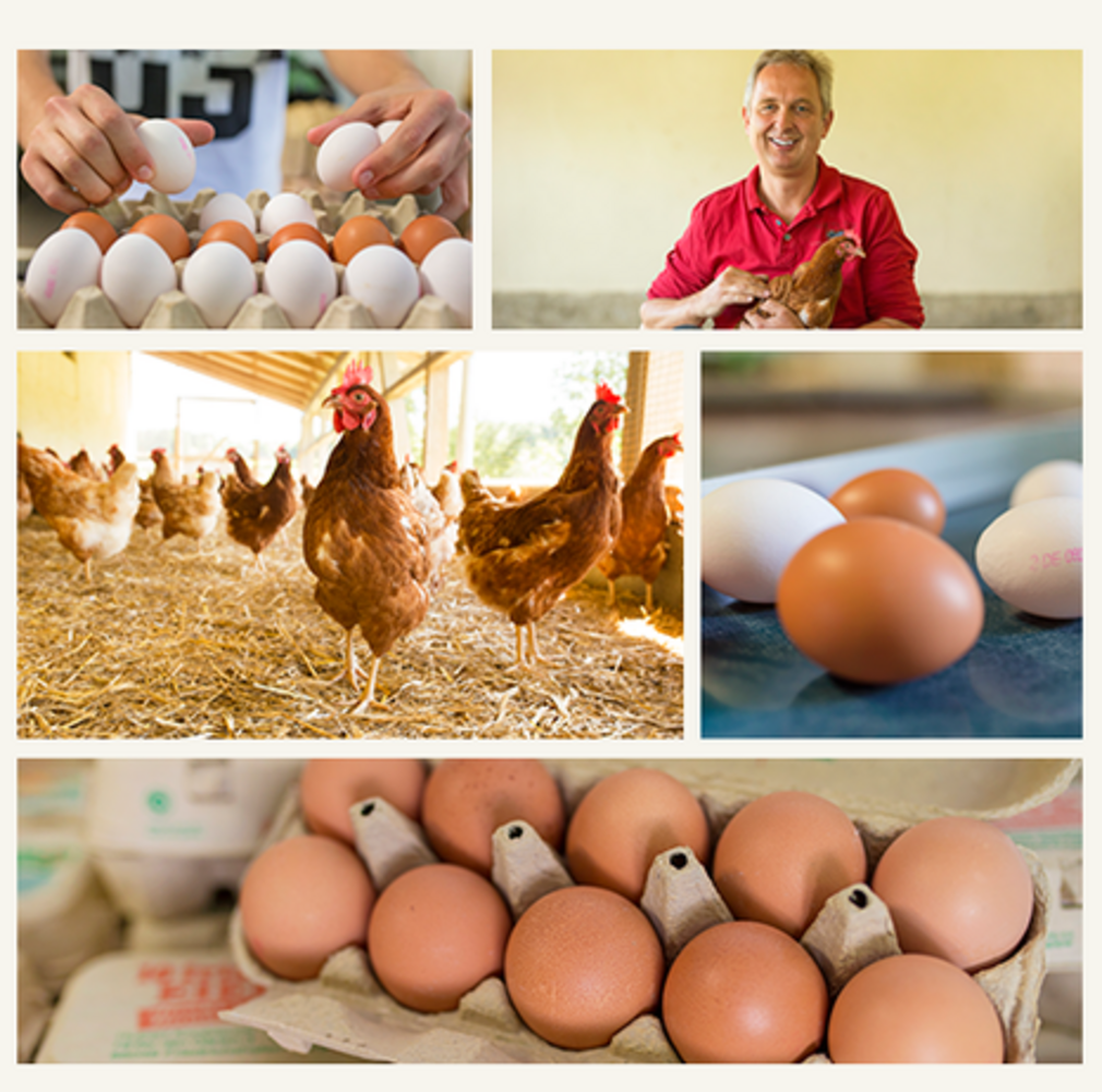 Eine Collage mit Bildern von Eiern, einem Bauern, der Eier hält, Hühnern im Stall und Eiern in einem Karton. Die Bilder thematisieren die Produktion und den Verkauf von Eiern.