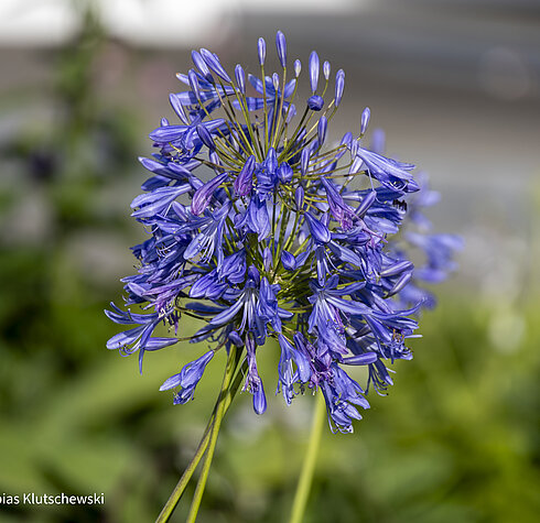 Nahaufnahme einer violett-blauen Blüte mit filigranen Blütenblättern vor einem unscharfen, grünen Hintergrund.